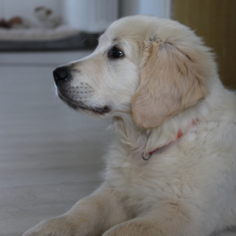 Bayra profile
