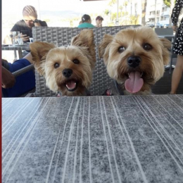 Sky et percy profile