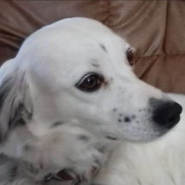 Gypsy profile