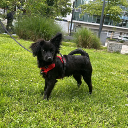 Taïsson profile