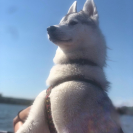 Paco profile