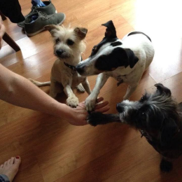 Pingo dobby bella profile