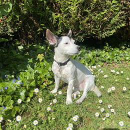Frisbie profile