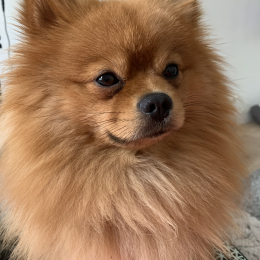Rondoudou profile