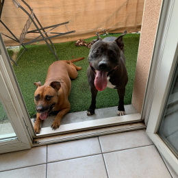 Nutty et liska profile