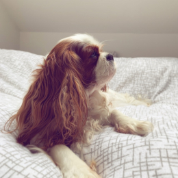Léïla profile