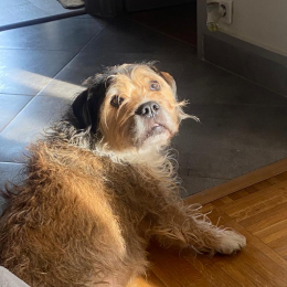 Jecko profile