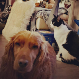Doggo profile