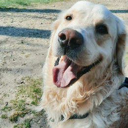 Doggo profile