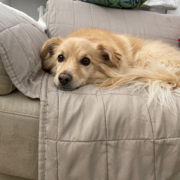 Rufus profile