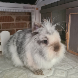 Beebop profile