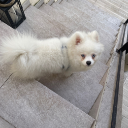 Twix profile