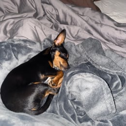 Rocco profile
