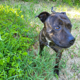 Rubie profile