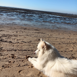 Doggo profile