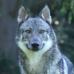 Fenrir profile