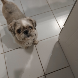 Titeuf profile