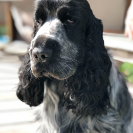 Pisteur profile