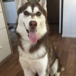 Naya et patmol profile