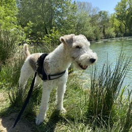 Milou profile