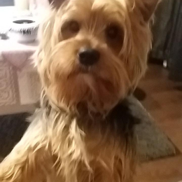 Doggo profile