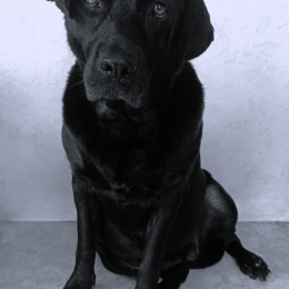 Praline profile