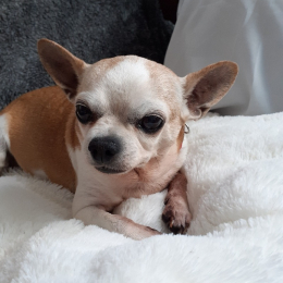 Elvis profile