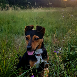 Pepette de luxe profile