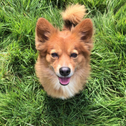 Foxy profile