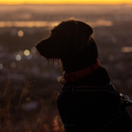 Zorro profile