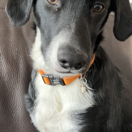 Stuart profile
