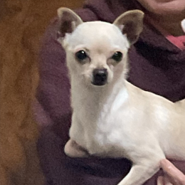 Bambi profile