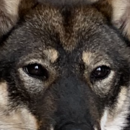 Yuki profile