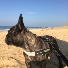 Cabs profile