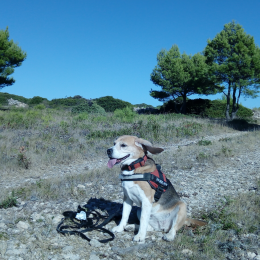 Elfy profile