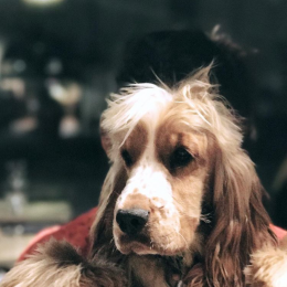 Mooki profile