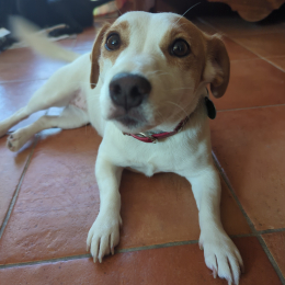 Doggo profile