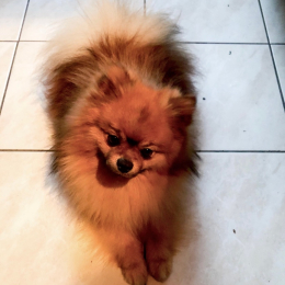 Nutz profile
