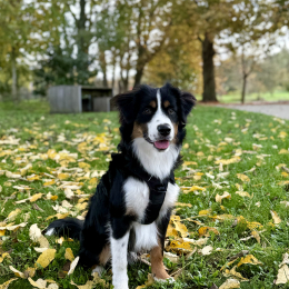 Vasco profile