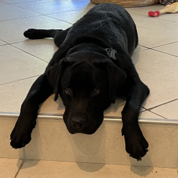 Snoop profile