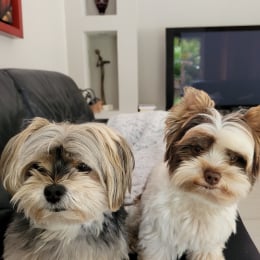 Jahan et ossi profile