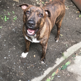 Nova profile