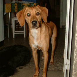 Titi profile
