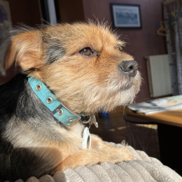 Lorie profile