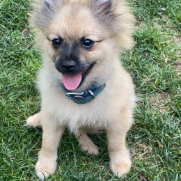 Albert profile
