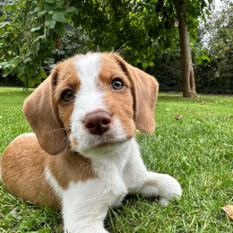 Molly profile
