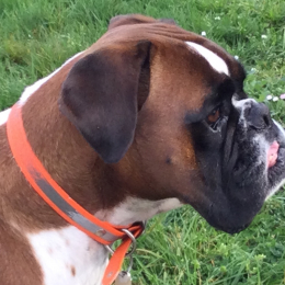 Newton profile