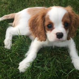 Pepito profile