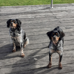 Mascotte et ruby profile