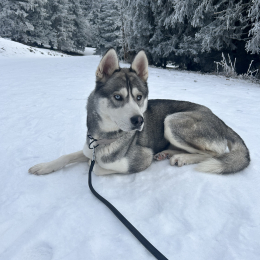 Snow profile